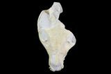 Oreodont (Merycoidodon) Partial Skull - Wyoming #95060-1